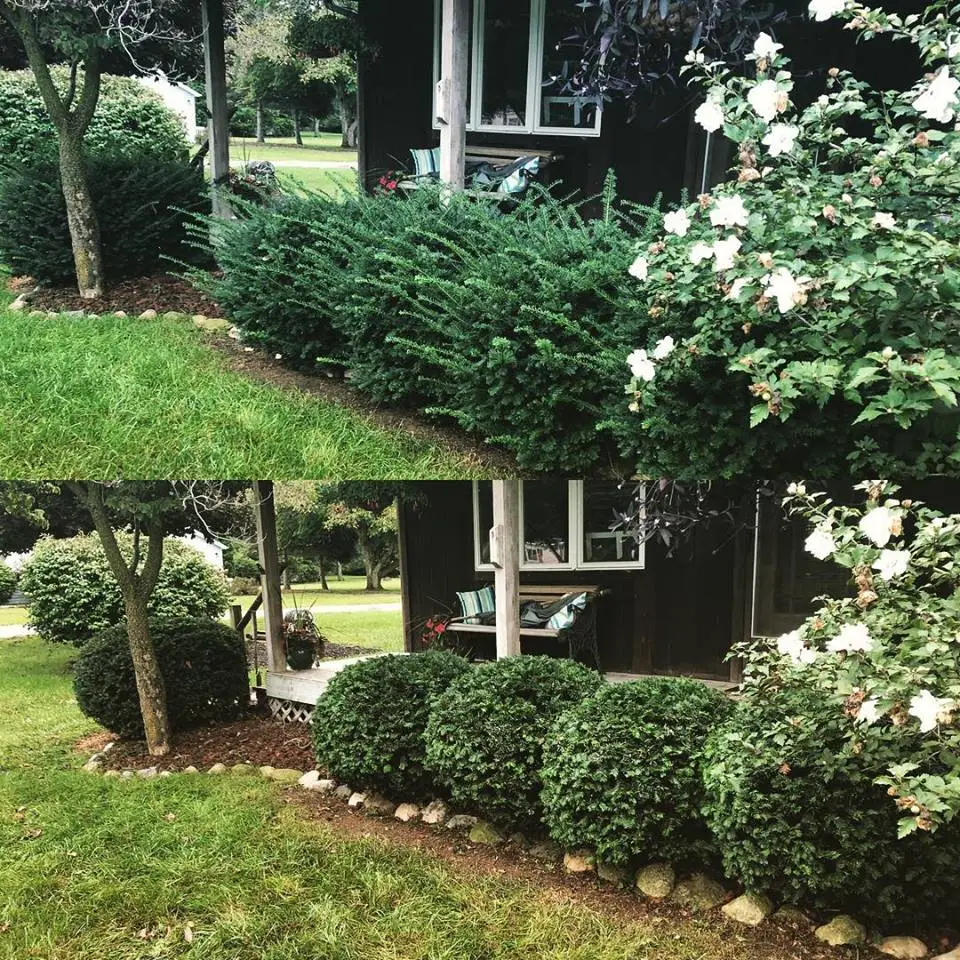 Home with trimmed shrubs and hedges in Lenawee, MI.